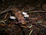 Strobilurus albipilatus image