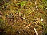 Cyphellostereum laeve image