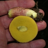 Boletus smithii image