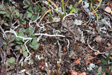 Thamnolia vermicularis ssp. subuliformis image
