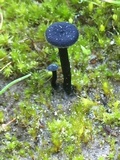 Arrhenia chlorocyanea image