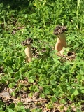 Morchella populiphila image