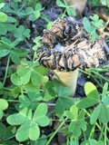 Morchella populiphila image