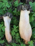 Morchella populiphila image