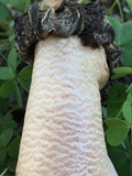 Morchella populiphila image