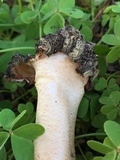 Morchella populiphila image