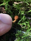 Flammulaster muricatus image