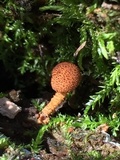 Flammulaster muricatus image