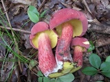 Boletus pallidoroseus image
