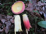 Boletus pallidoroseus image