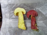 Boletus pallidoroseus image