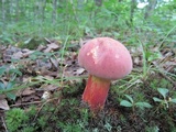 Boletus pallidoroseus image
