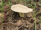 Retiboletus griseus image