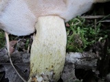Retiboletus griseus image