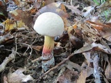 Caloboletus inedulis image