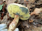 Caloboletus inedulis image