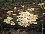Clitocybula abundans image