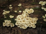 Clitocybula abundans image