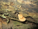 Crepidotus crocophyllus image