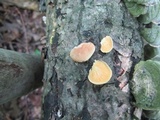 Crepidotus crocophyllus image