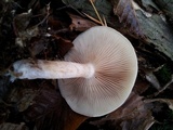 Pholiota lenta image