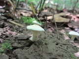 Hygrocybe angustifolia image