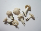 Hygrocybe angustifolia image