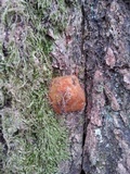 Fomitiporia robusta image