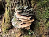 Ganoderma sessile image