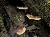 Ganoderma sessile image