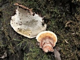 Ganoderma sessile image