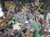 Grifola frondosa image