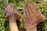 Verpa bohemica image
