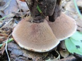 Hydnellum spongiosipes image