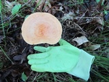 Lactarius volemus image