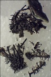 Physconia distorta image
