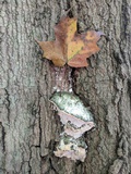 Oxyporus populinus image