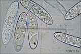 Verpa bohemica image