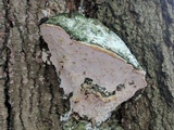 Oxyporus populinus image