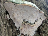 Oxyporus populinus image