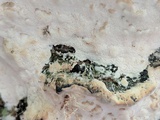 Oxyporus populinus image
