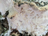 Oxyporus populinus image