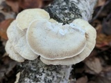 Trametes pubescens image