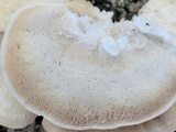 Trametes pubescens image