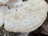 Trametes pubescens image