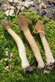 Verpa bohemica image
