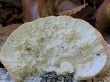 Trametes pubescens image