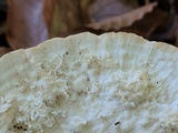 Trametes pubescens image