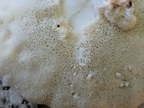 Trametes pubescens image