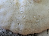 Trametes pubescens image